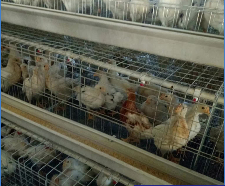 Layer breeding technology and management (Part 3)