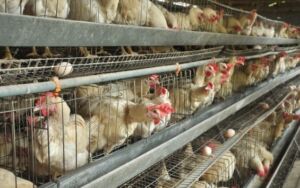 v2-711d9c2c3a56294bb13b27f9d14b0ad6_r-300x188