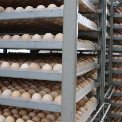 Why not use hens to hatch chicks now, because there are better ways!