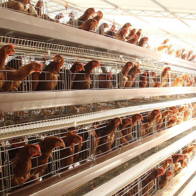 Raising Chickens: What makes a hen produce more eggs?