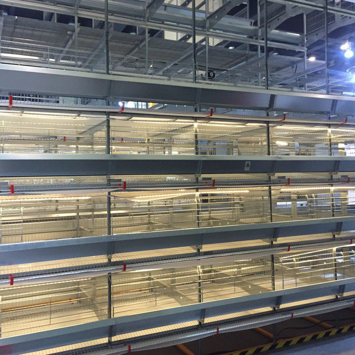 More Advantages of Stacked Chicken Layer Cage