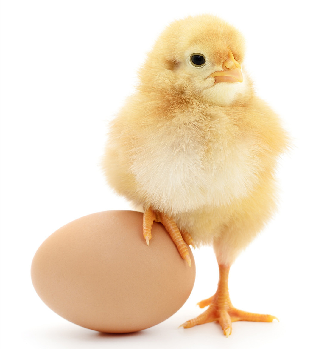 What are the main equipment for laying hens