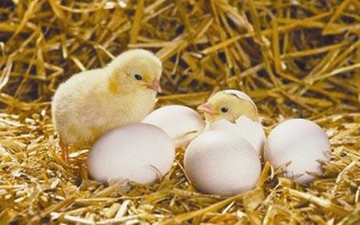 How to Incubate Baby Chicks ?
