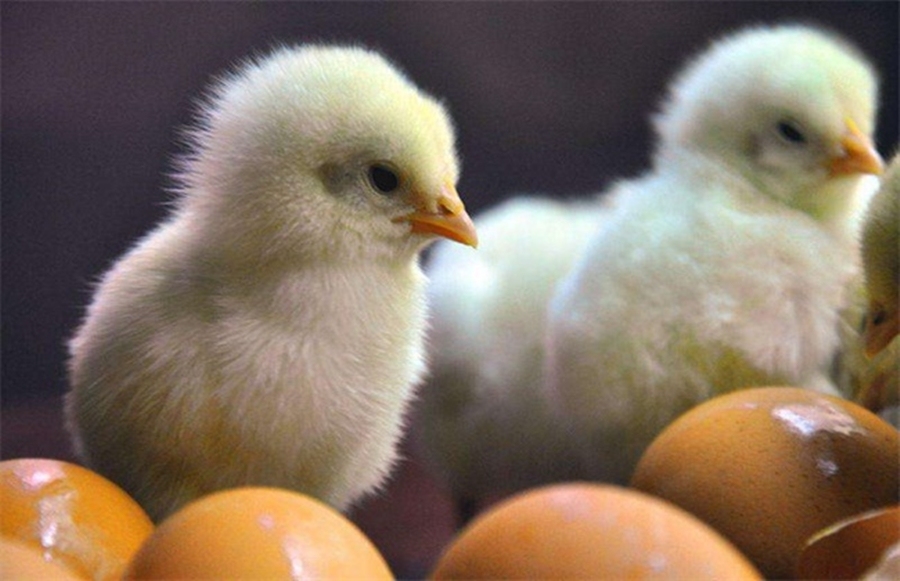 The advantages of using layer cages during breeding