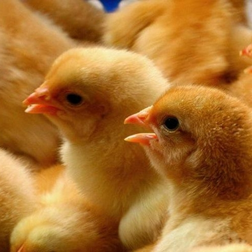 The Key to Management Chicks