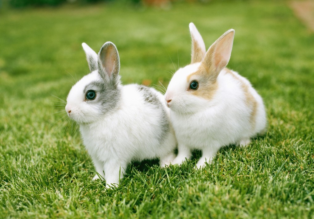 Second Considerations of Rabbit Breeding – Eating and Drinking