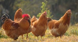 v2-82fa6dd85af4706ff8d1d2dc36a8e3ac_720w-300x161