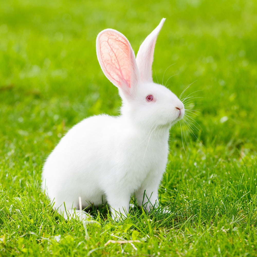 5 common mistakes about disinfection in rabbit farms