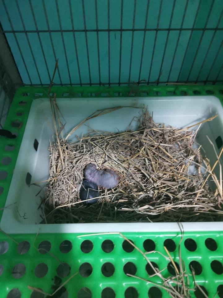 How to successfully keep rabbits