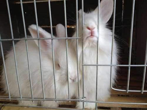 One of the Considerations of Rabbit Breeding – Environmental Selection