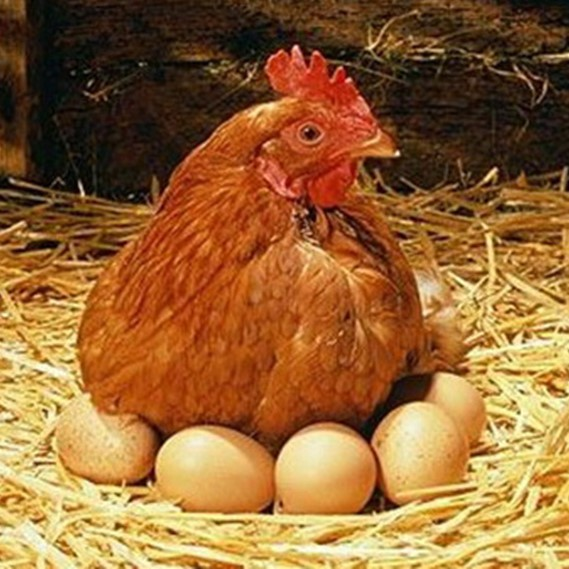 The Factors Affecting Laying Hens