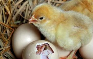 70e1bd654c16f60f0c7ea58f7626f8d-300x189