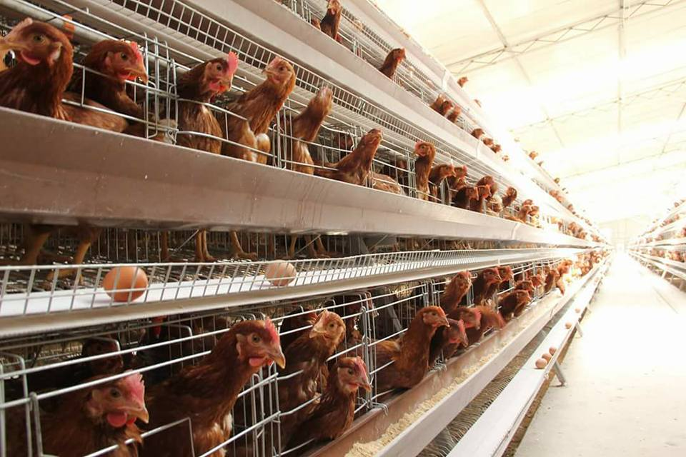 How to Manage Chickens in Autumn and Winter