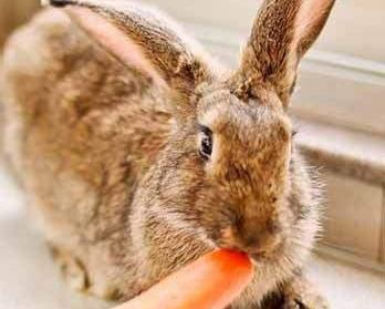 There are six ways for a female rabbit to promote milk
