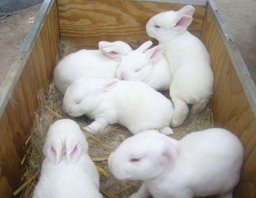 How to raise and manage baby rabbits（1）
