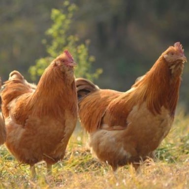 Layer breeding technology and management (Part 2)