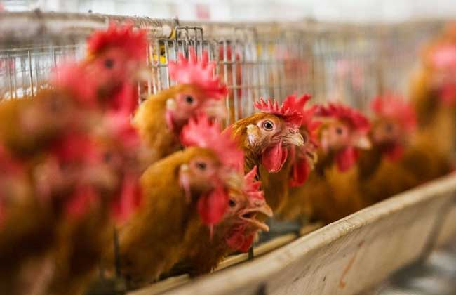 Nine Big Surprised Tips of Raising Chickens (Quickly Taking Notes)