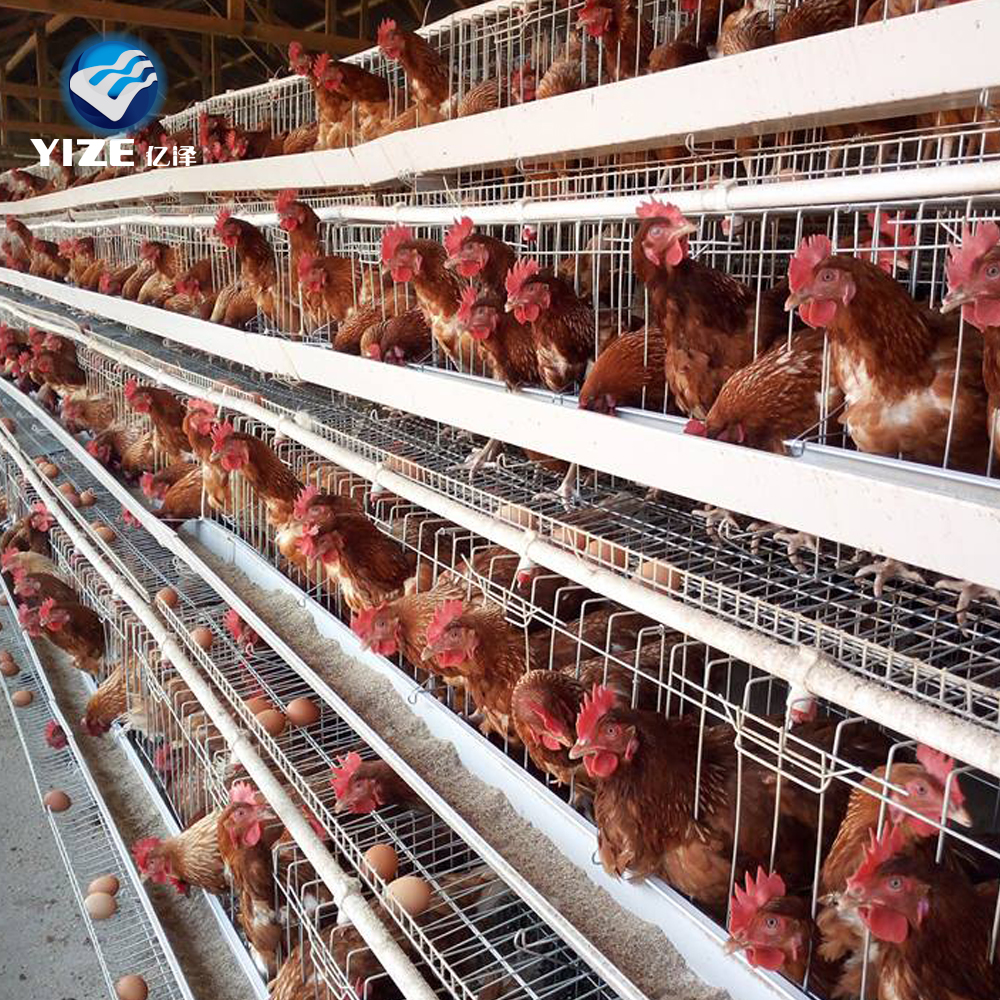 Chicken Cage